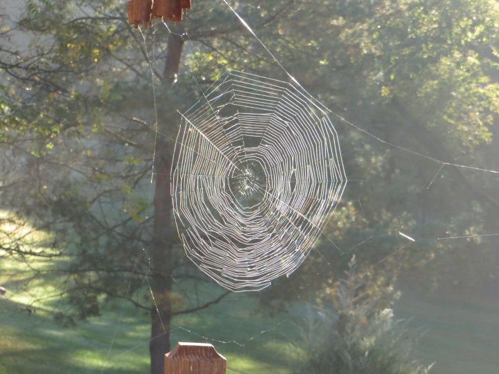 Spider Web